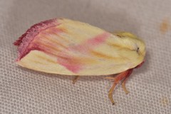 Thurberiphaga diffusa