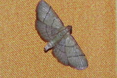 Orthopygia repetita