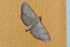 Orthopygia repetita