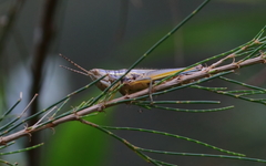 Bermius odontocercus