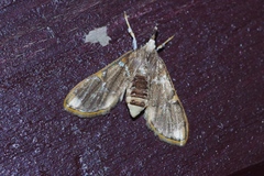 Cirrhochrista kosemponialis