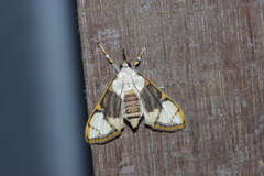 Cirrhochrista kosemponialis