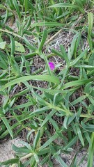 Carpobrotus glaucescens