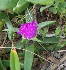 Carpobrotus glaucescens