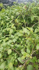 Wollastonia