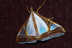 Agrioglypta eurytusalis