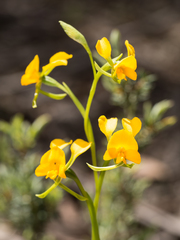 Diuris aequalis