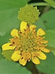 Wollastonia