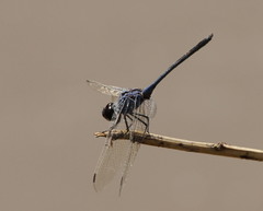 Trithemis dejouxi