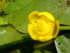 Nuphar lutea