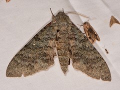 Manduca muscosa