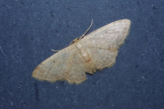 Idaea sakuraii