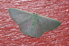 Thalassodes intaminata