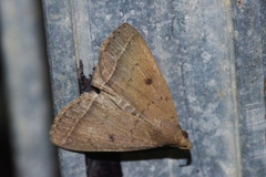Simplicia discosticta