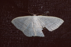 Scopula coniaria