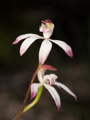 Caladenia moschata