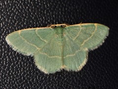 Chlorochlamys phyllinaria