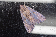 Ercheia dubia