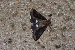 Ercheia dubia