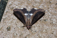 Ercheia dubia