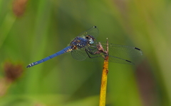 Trithemis dorsalis
