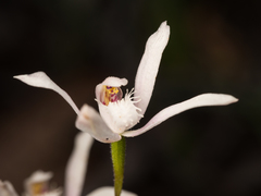Caladenia dimorpha