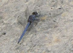 Trithemis ellenbeckii