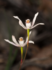 Caladenia dimorpha