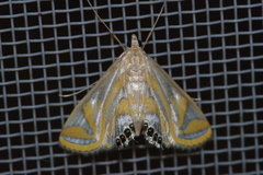 Eoophyla conjunctalis