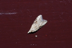 Peragrarchis syncolleta