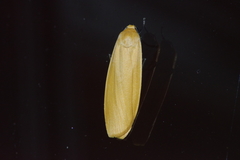 Eilema laevis