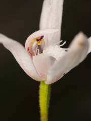 Caladenia dimorpha