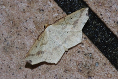 Pareclipsis gracilis