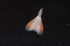 Clupeosoma pryeri