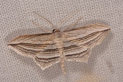 Arcobara multilineata