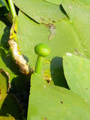 Nuphar lutea