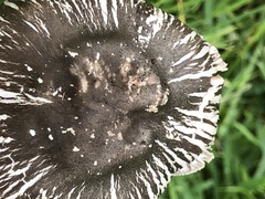 Agaricus volvatulus