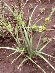Cyperus uitenhagensis