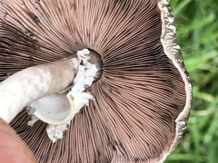 Agaricus volvatulus
