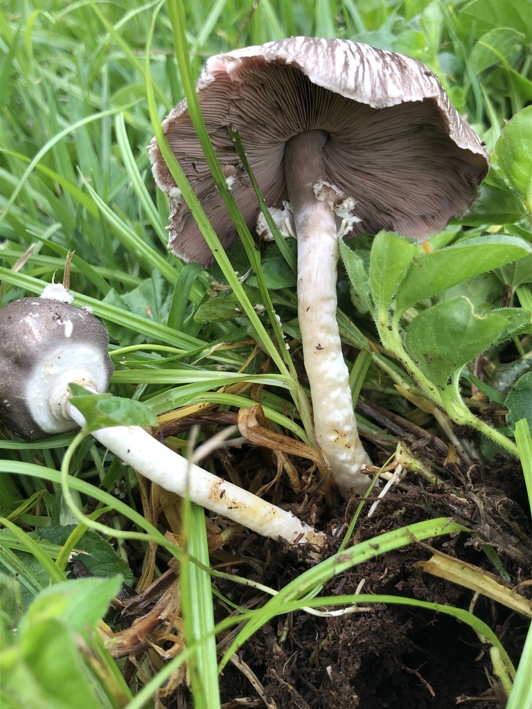 Agaricus volvatulus