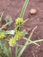 Cyperus uitenhagensis