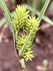 Cyperus uitenhagensis