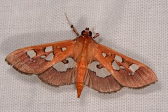 Phostria oajacalis