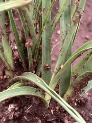 Cyperus uitenhagensis