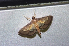 Cnaphalocrocis stereogona