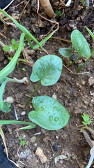 Arisarum