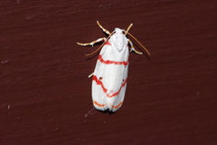 Cyana unipunctata