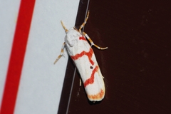 Cyana unipunctata