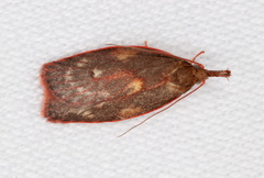 Enchocrates glaucopis