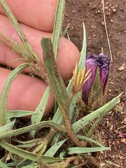 Hibiscus microcarpus